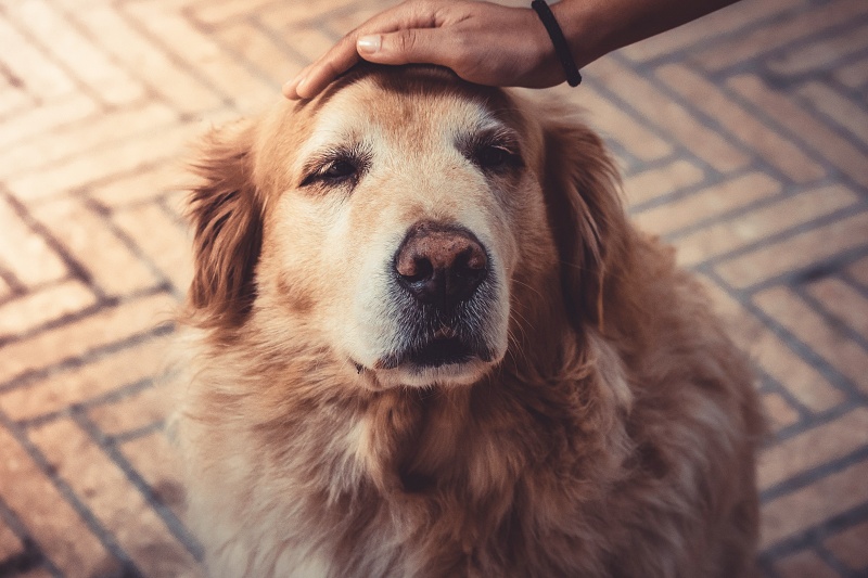 Emergency Vet in Houston, TX